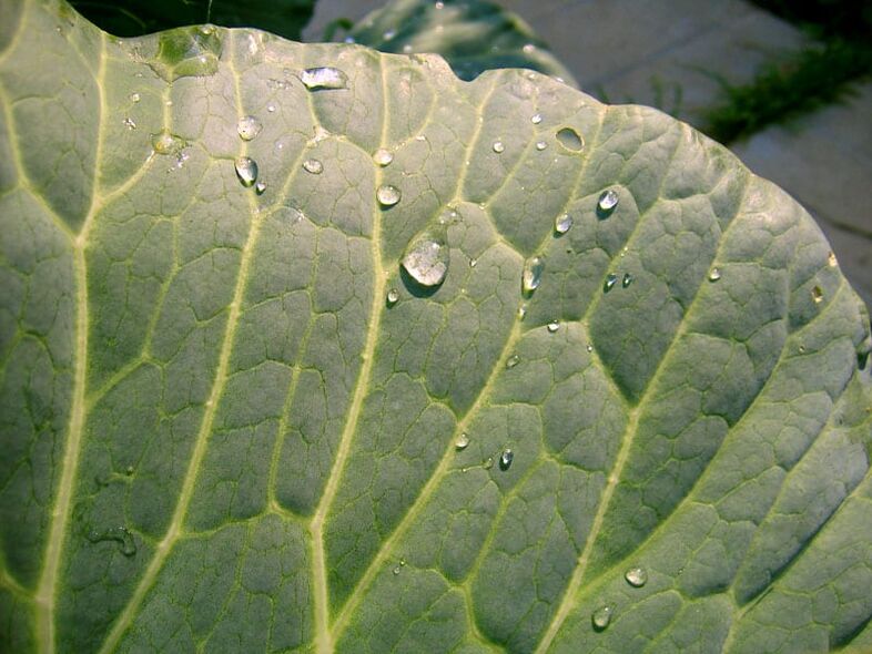 Cabbage leaf compress will help get rid of varicose veins on the legs.